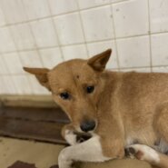 保護団体にいます。まだ幼い子です