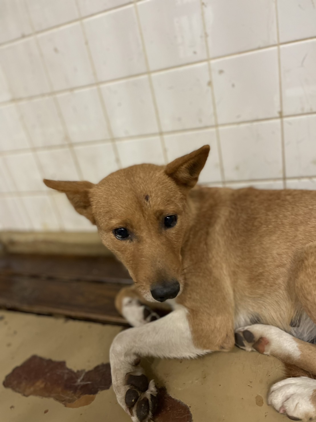 保護団体にいます。まだ幼い子です