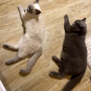 犬、猫ちゃん預かれます！