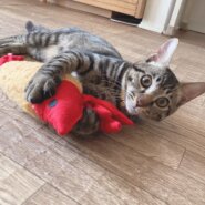 生後３ヶ月前後の子猫(男の子)