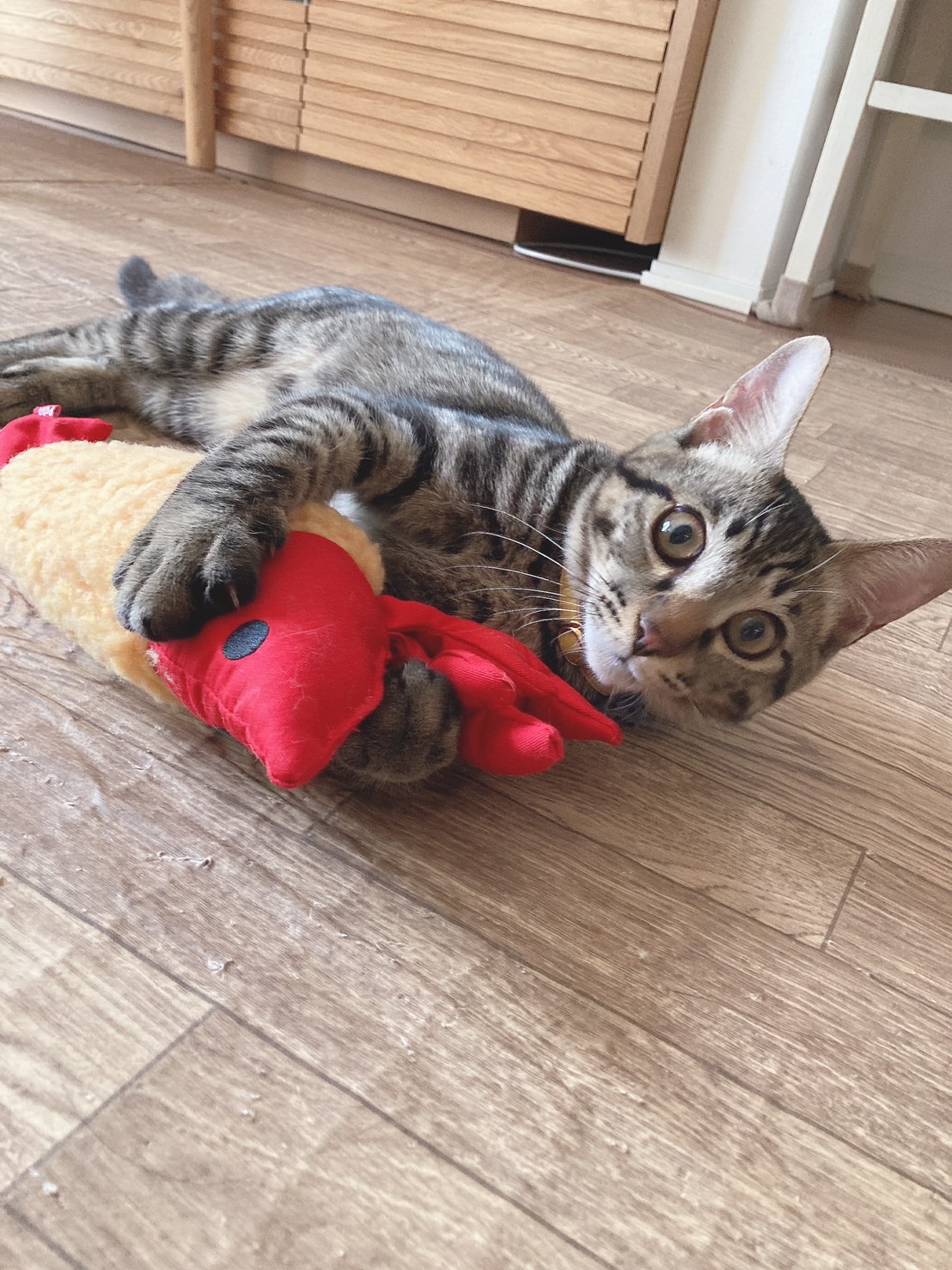 生後３ヶ月前後の子猫(男の子)