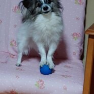 男の子 9歳 パピヨン 犬