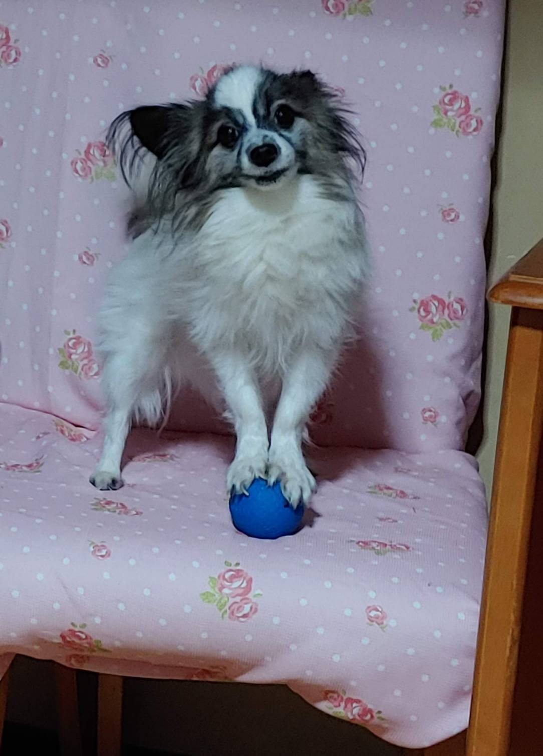 男の子 9歳 パピヨン 犬