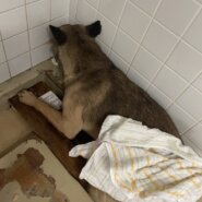 命に期限付けられてます。助けて下さい