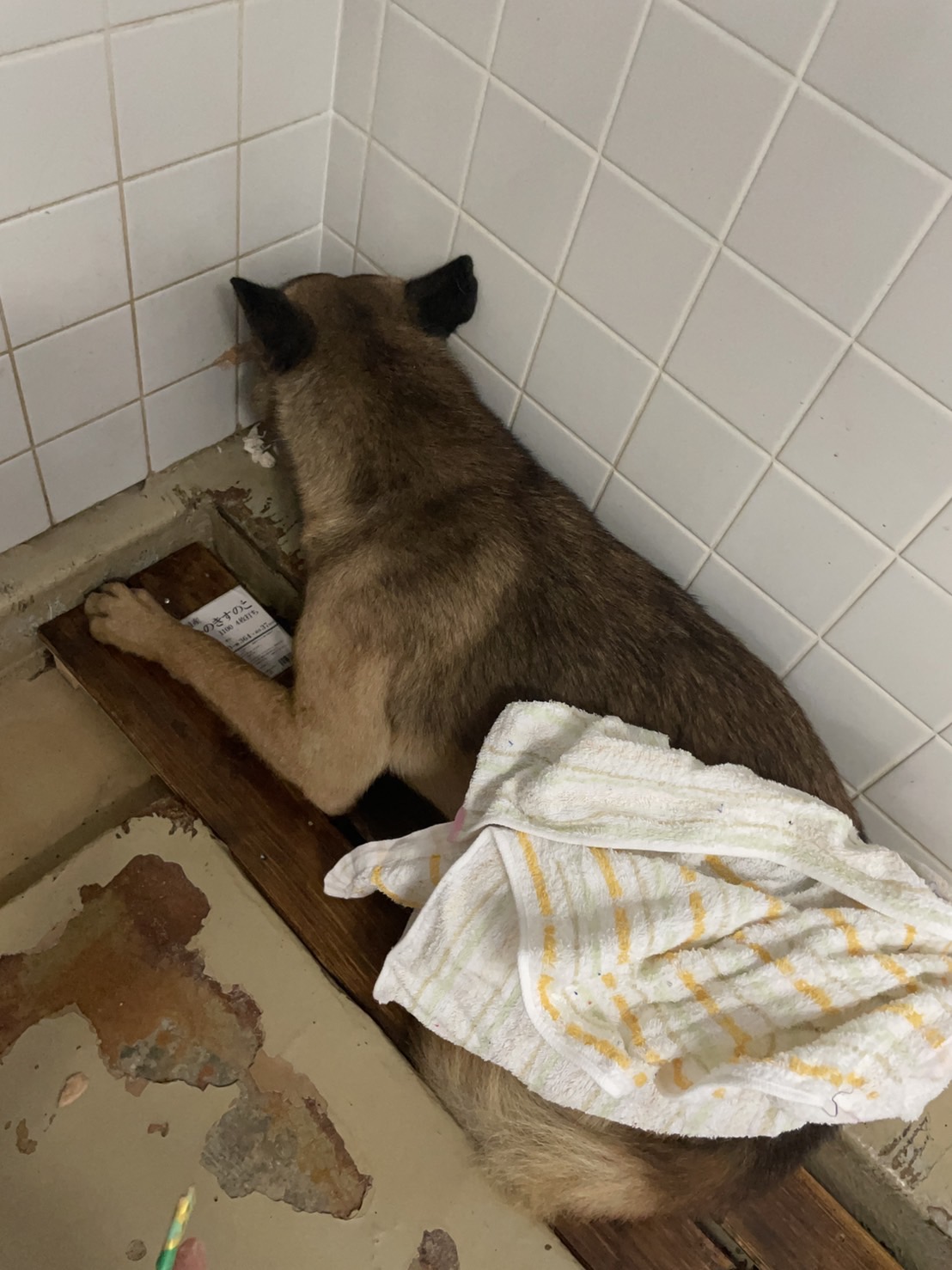 命に期限付けられてます。助けて下さい