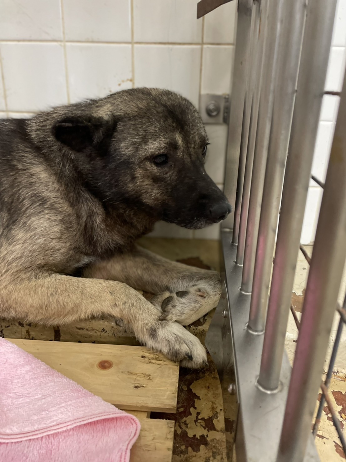 ブルブル震えながら迎えを待ってます