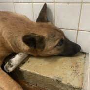 期限があります。家族に迎えて下さい