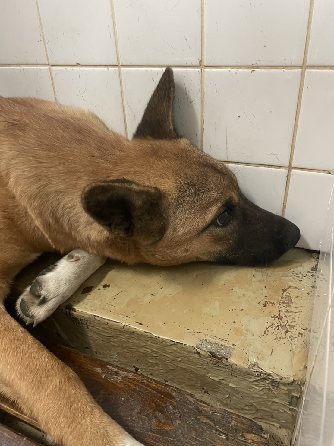 期限があります。家族に迎えて下さい