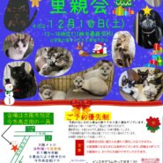 子猫がいっぱい譲渡会！