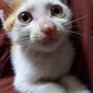 添い寝する子猫♪