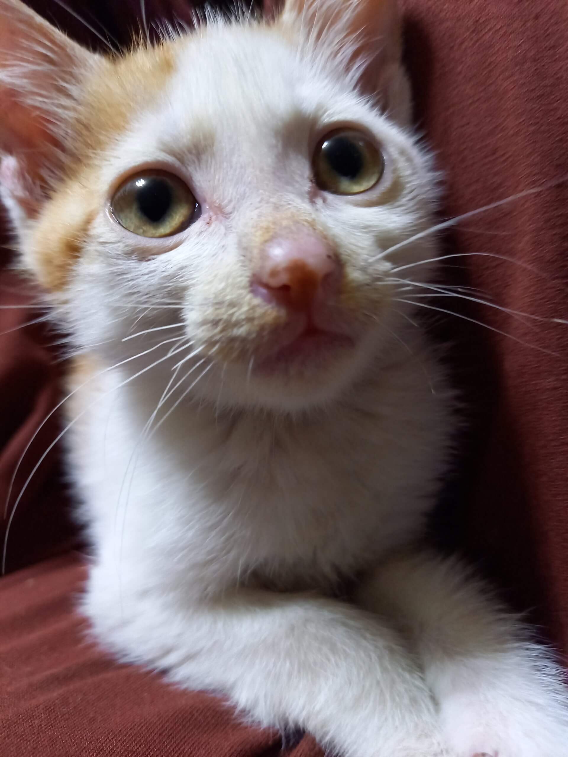 添い寝する子猫♪