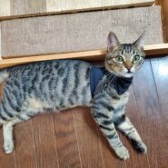 ずっとのお家が決まりました！4ヶ月の男の子りおん