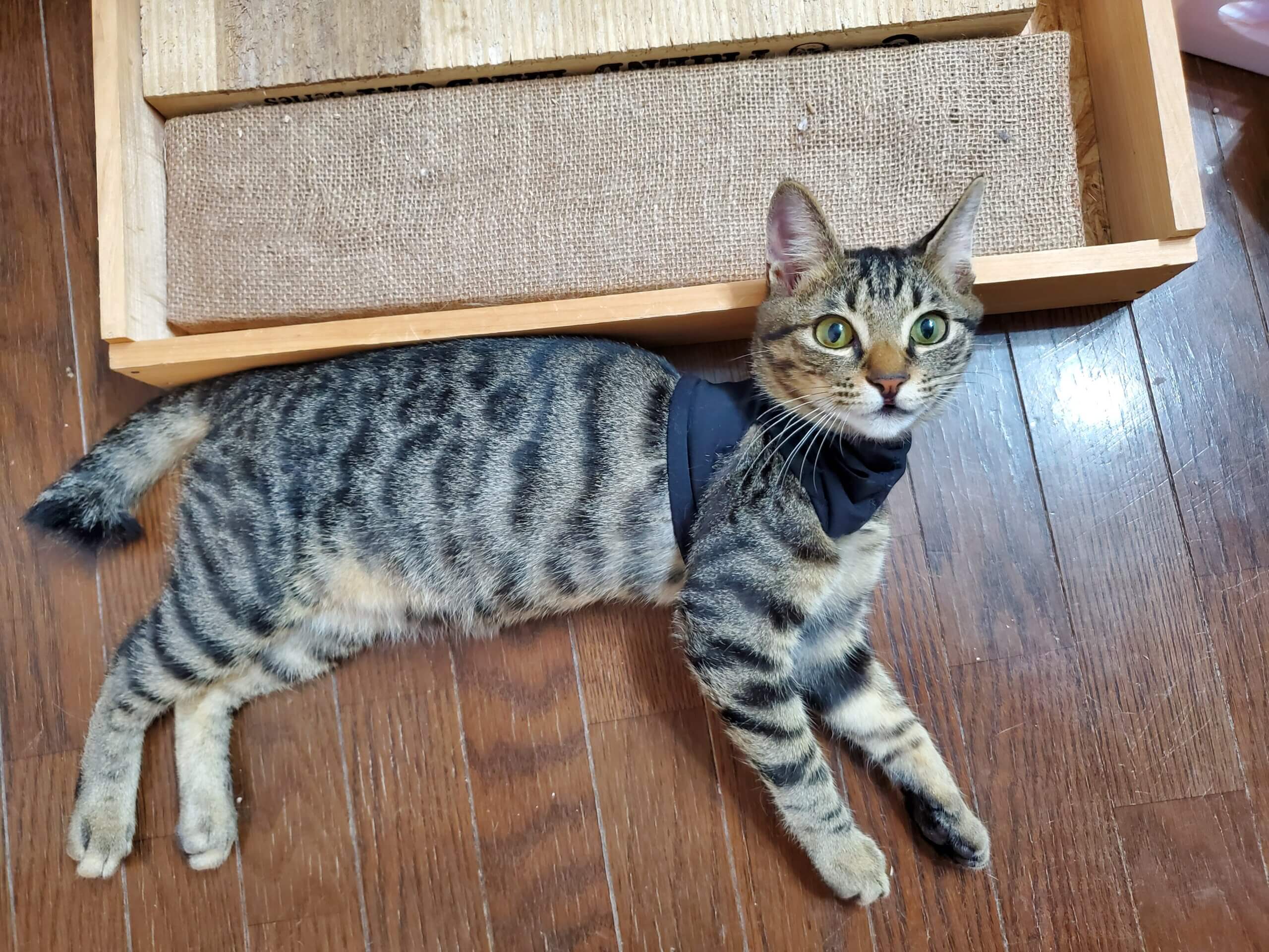 ずっとのお家が決まりました！4ヶ月の男の子りおん