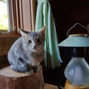 グレーの兄弟です。