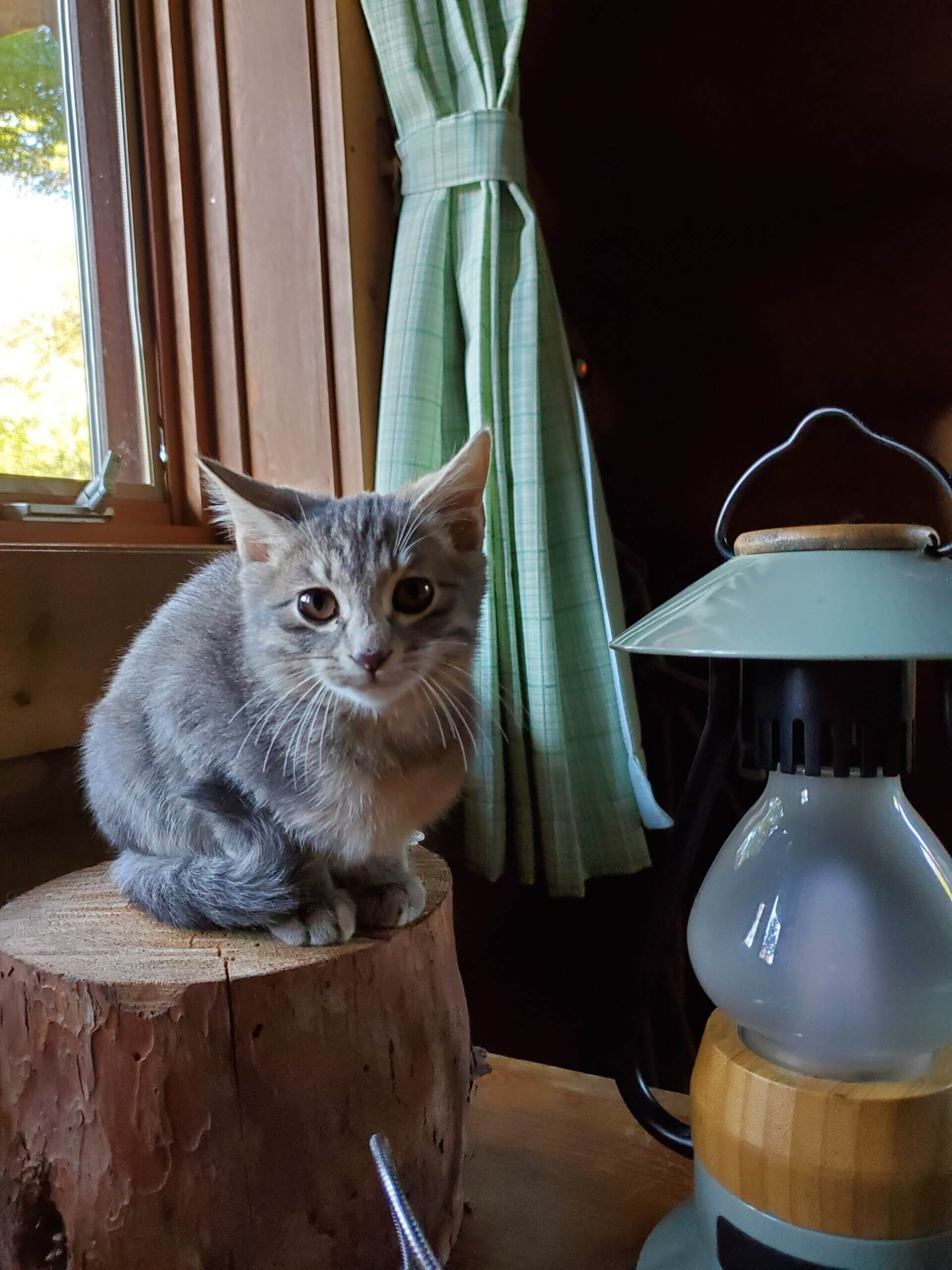 グレーの兄弟です。