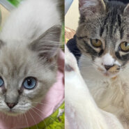 子猫多め！23匹の譲渡会／愛知県みよし市