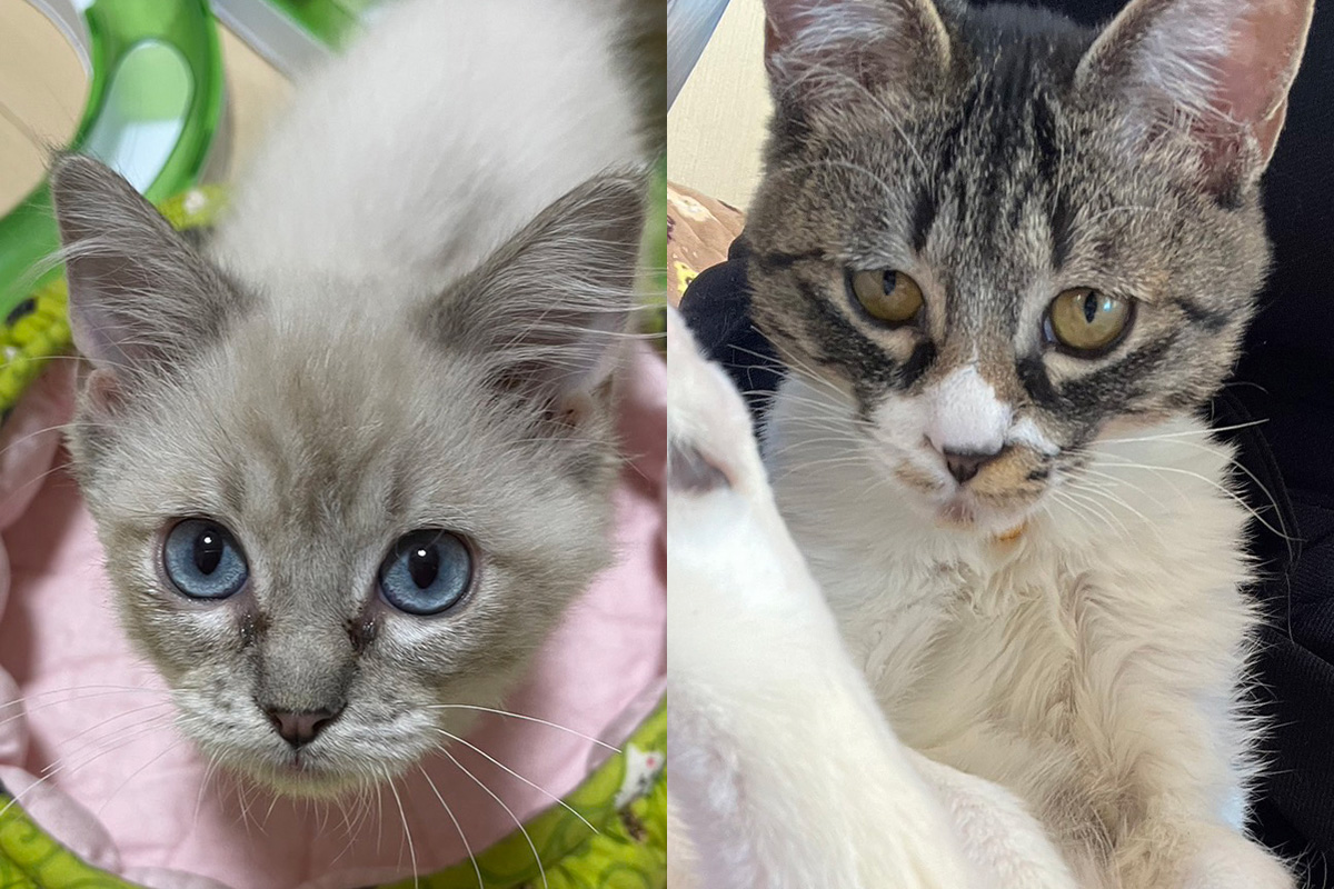 子猫多め！23匹の譲渡会／愛知県みよし市