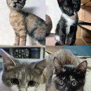 ふたたび子猫まつり25匹／愛知県みよし市