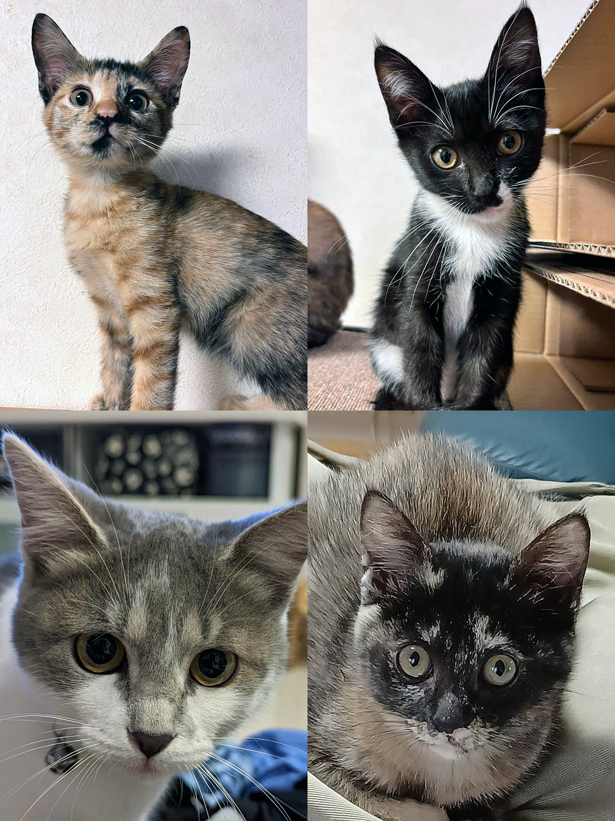 ふたたび子猫まつり25匹／愛知県みよし市