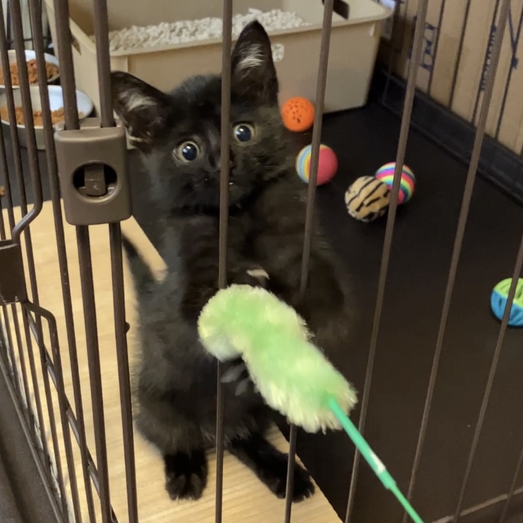 黒猫オス2ヶ月(2022年11月)