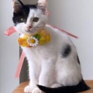 【一般保護】個性的な模様のキュートな男の子