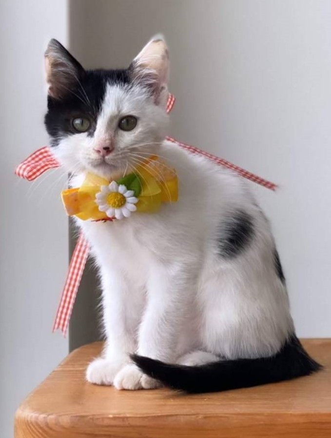 【一般保護】個性的な模様のキュートな男の子