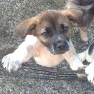 【保健所レスキュー】控えめで甘えん坊のサブレくん