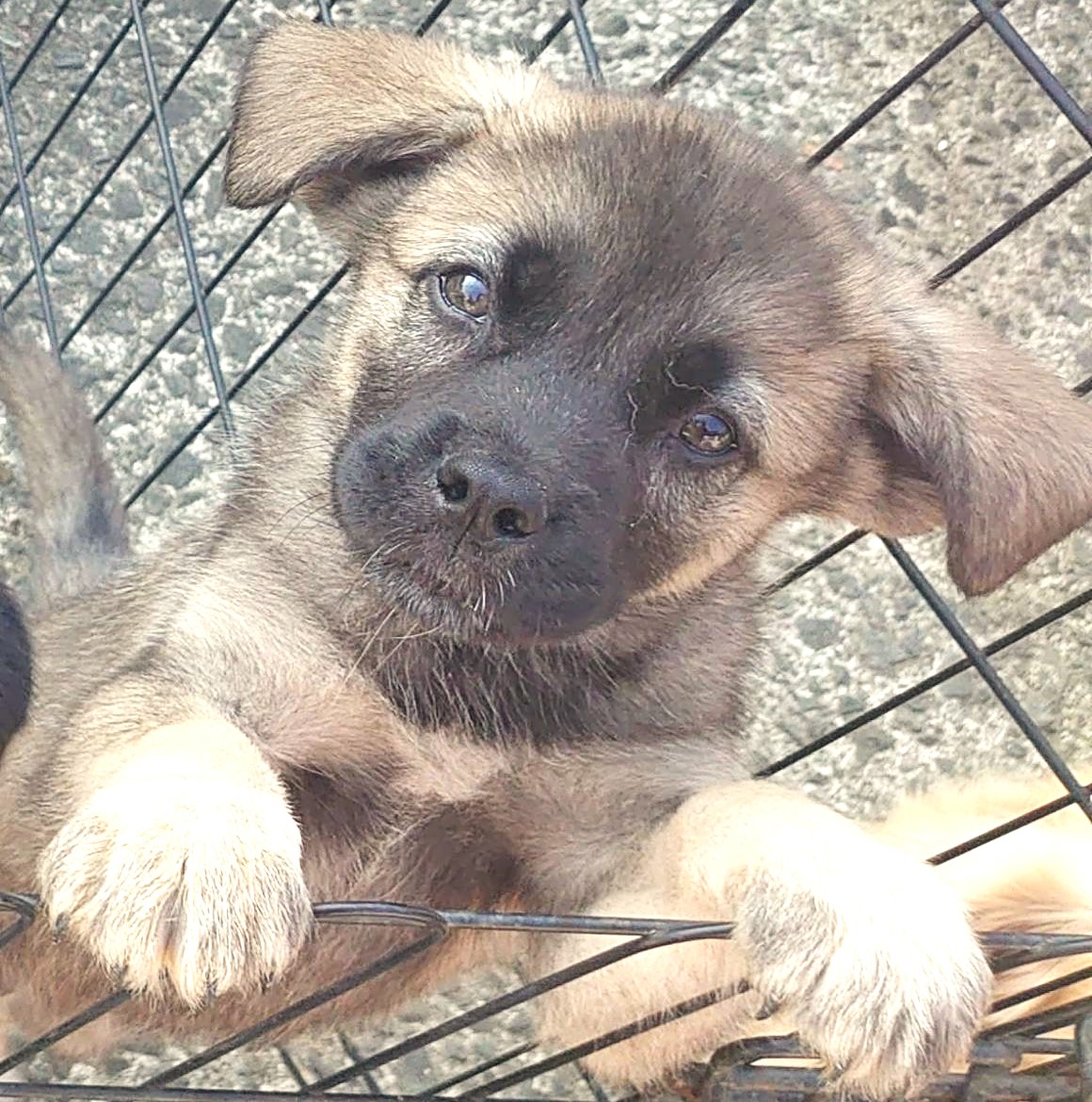 【保健所レスキュー】キュートな鼻黒のスコーンくん