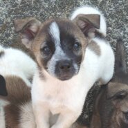 【保健所レスキュー】シンメトリー模様のマフィン