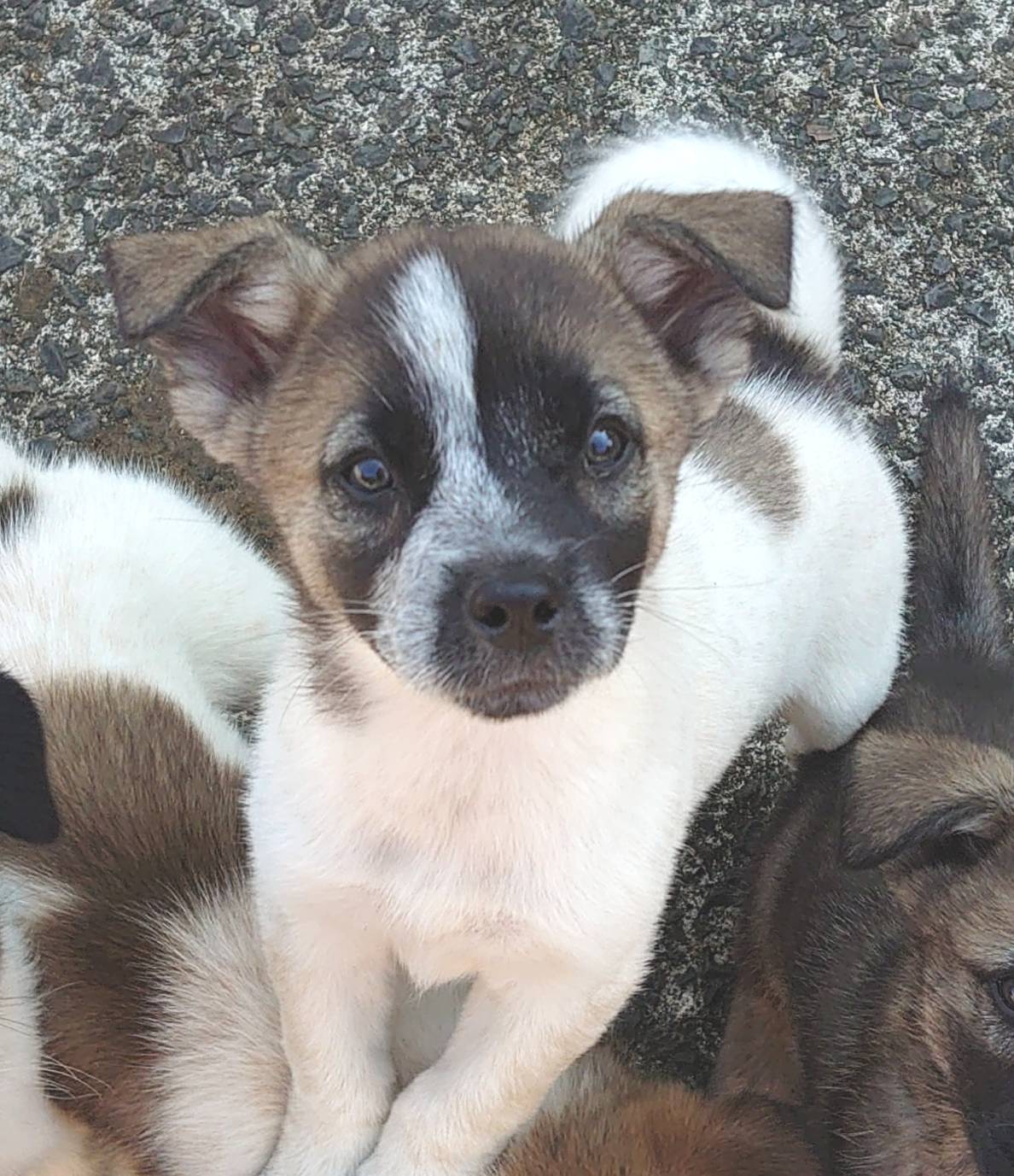 【保健所レスキュー】シンメトリー模様のマフィン