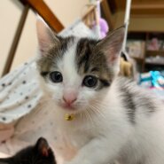 とても可愛いサバ白子猫のさぶろう！