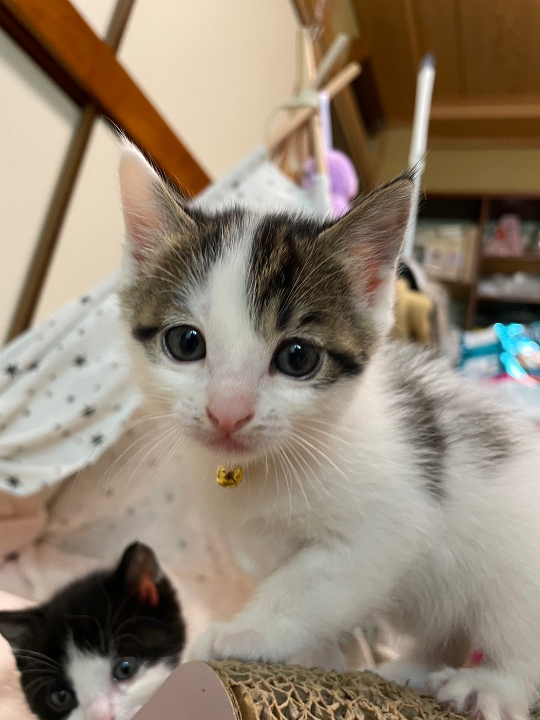 とても可愛いサバ白子猫のさぶろう！