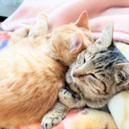 in瀬戸市～子猫大集合！保護猫の譲渡会2022年11月19日（土）～ 非営利団体「ちーむ にゃいんず」