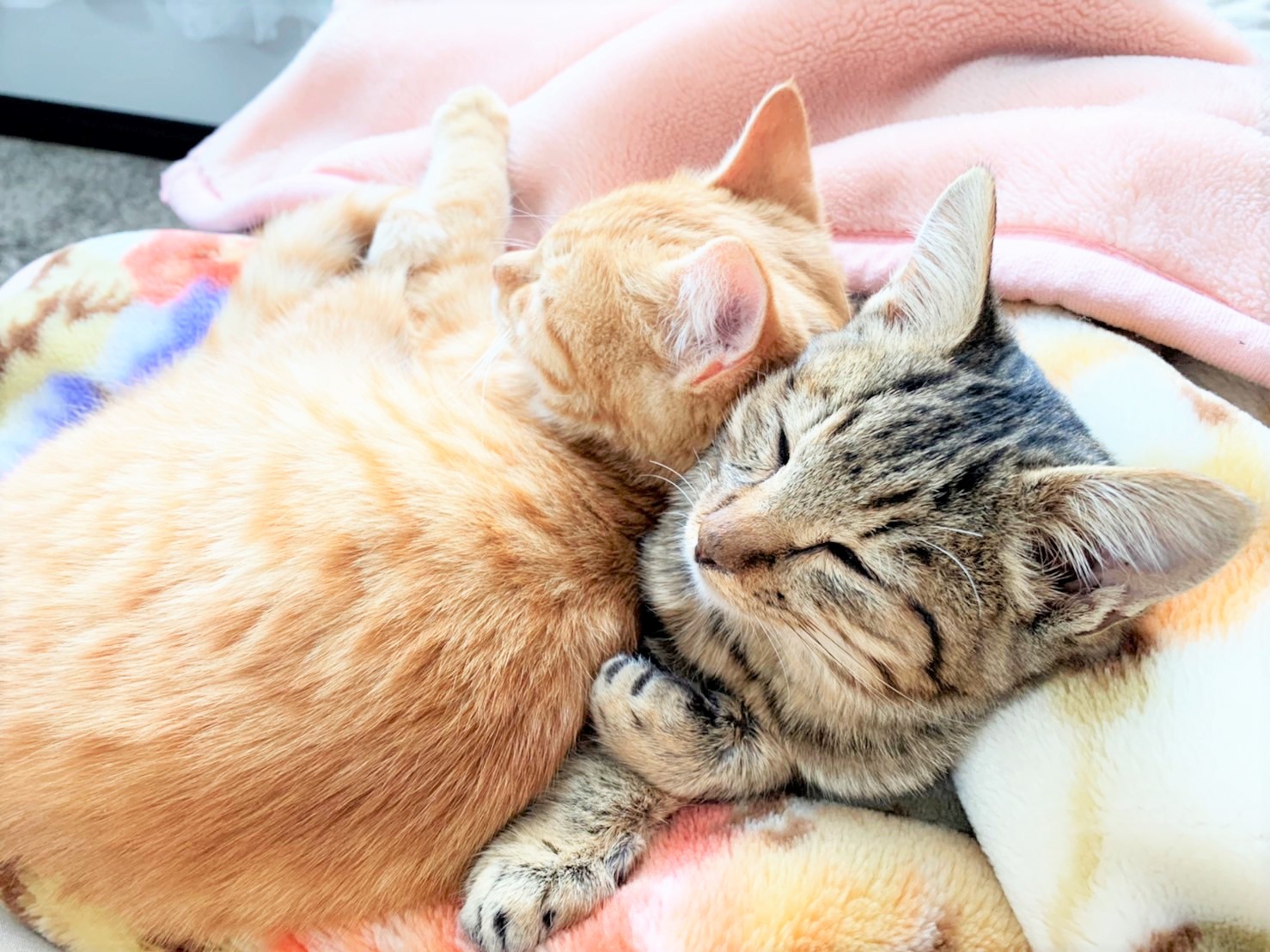 in瀬戸市～子猫大集合！保護猫の譲渡会2022年11月19日（土）～ 非営利団体「ちーむ にゃいんず」