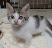 in春日井市～子猫大集合！保護猫の譲渡会2022年11月19日（土）～ 非営利団体「ちーむ にゃいんず」