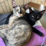 in豊明市～子猫大集合！保護猫の譲渡会2022年11月19日（土）～ 非営利団体「ちーむ にゃいんず」