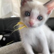 in瀬戸市☆子猫大集合の臨時譲渡会2022年11月26日（土）～ 非営利団体「ちーむ にゃいんず」