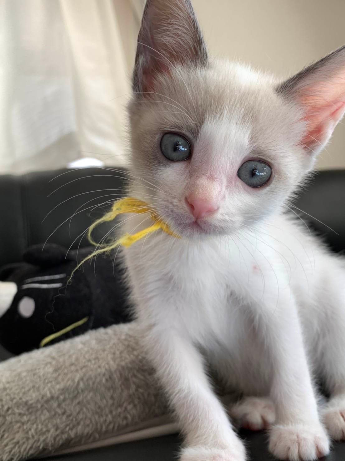 in瀬戸市☆子猫大集合の臨時譲渡会2022年11月26日（土）～ 非営利団体「ちーむ にゃいんず」