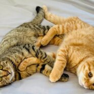 in瀬戸市~子猫大集合！保護猫の譲渡会2022年12月3日（土）～ 非営利団体「ちーむ にゃいんず」