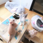 in小牧市~子猫大集合！保護猫の譲渡会2022年12月3日（土）～ 非営利団体「ちーむ にゃいんず」