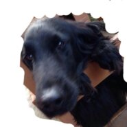 猫ちゃん・わんちゃん預かります