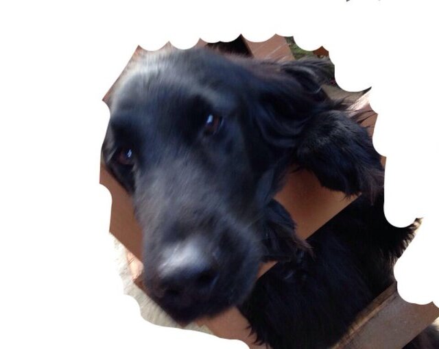 猫ちゃん・わんちゃん預かります