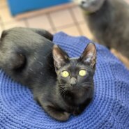 ちょっとビビり女子　黒猫　4ヶ月