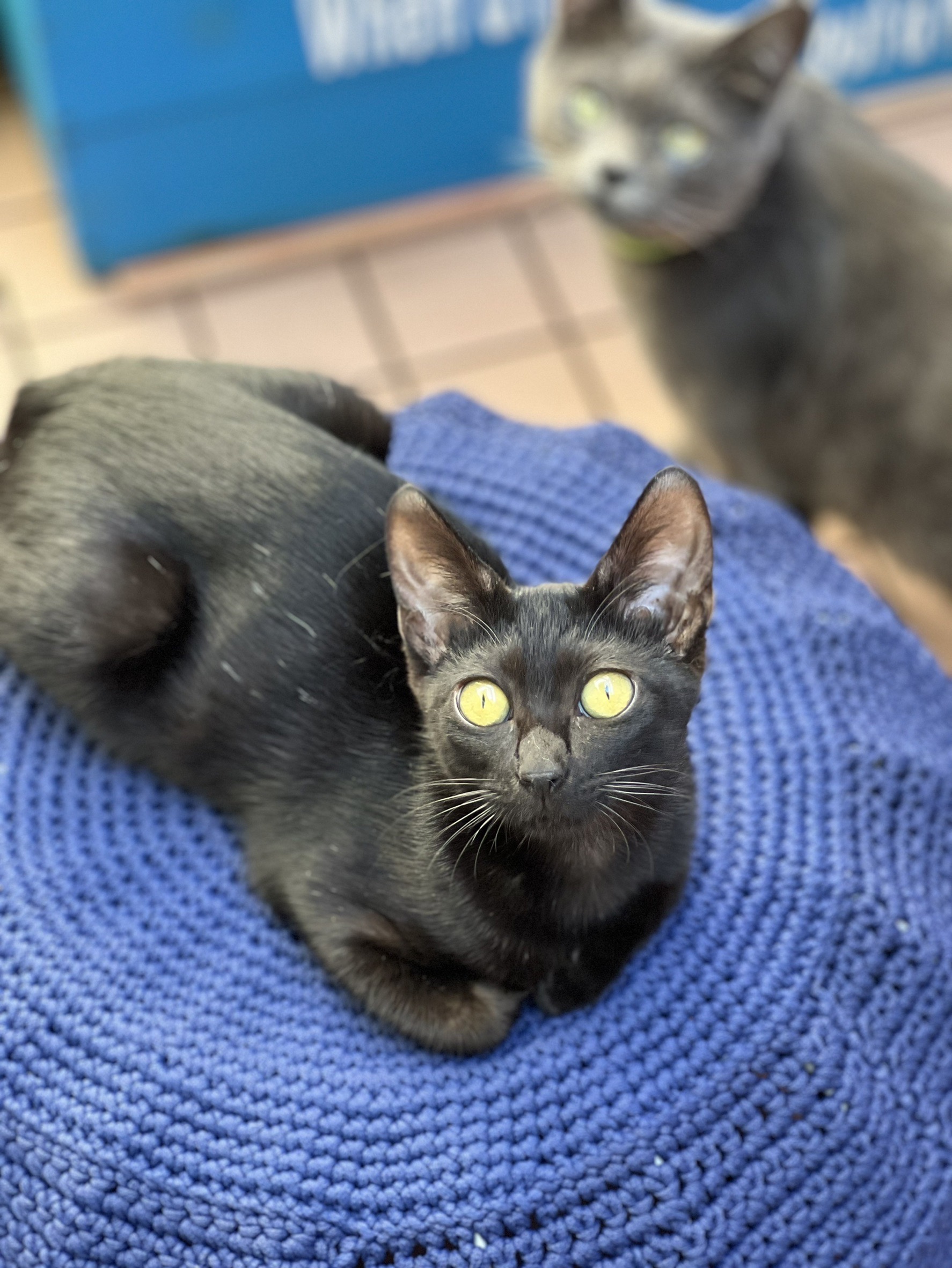 ちょっとビビり女子　黒猫　4ヶ月