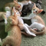 生後4ヶ月の雄猫