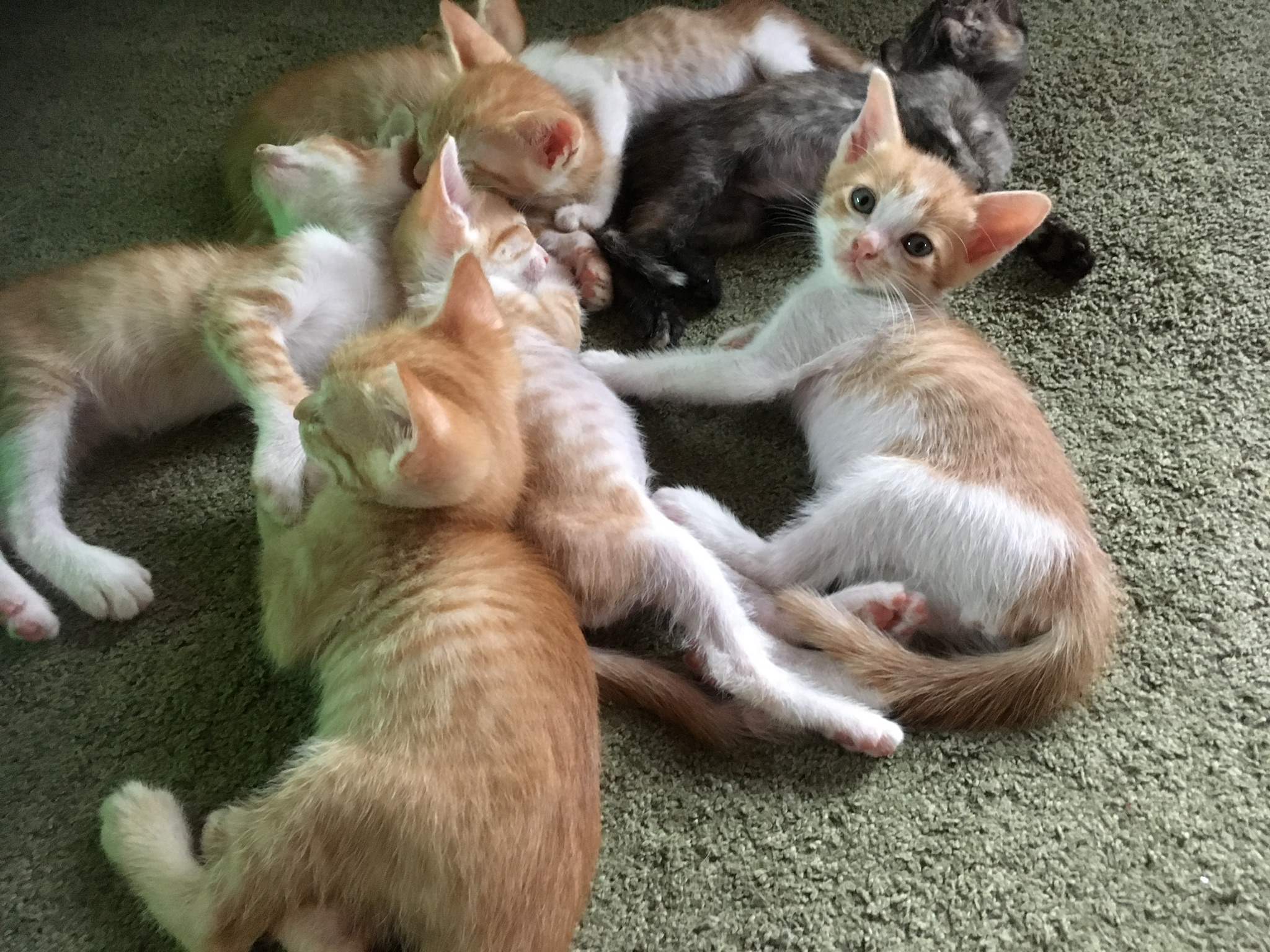 生後4ヶ月の雄猫