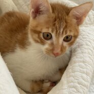 子猫だらけの保護猫譲渡会