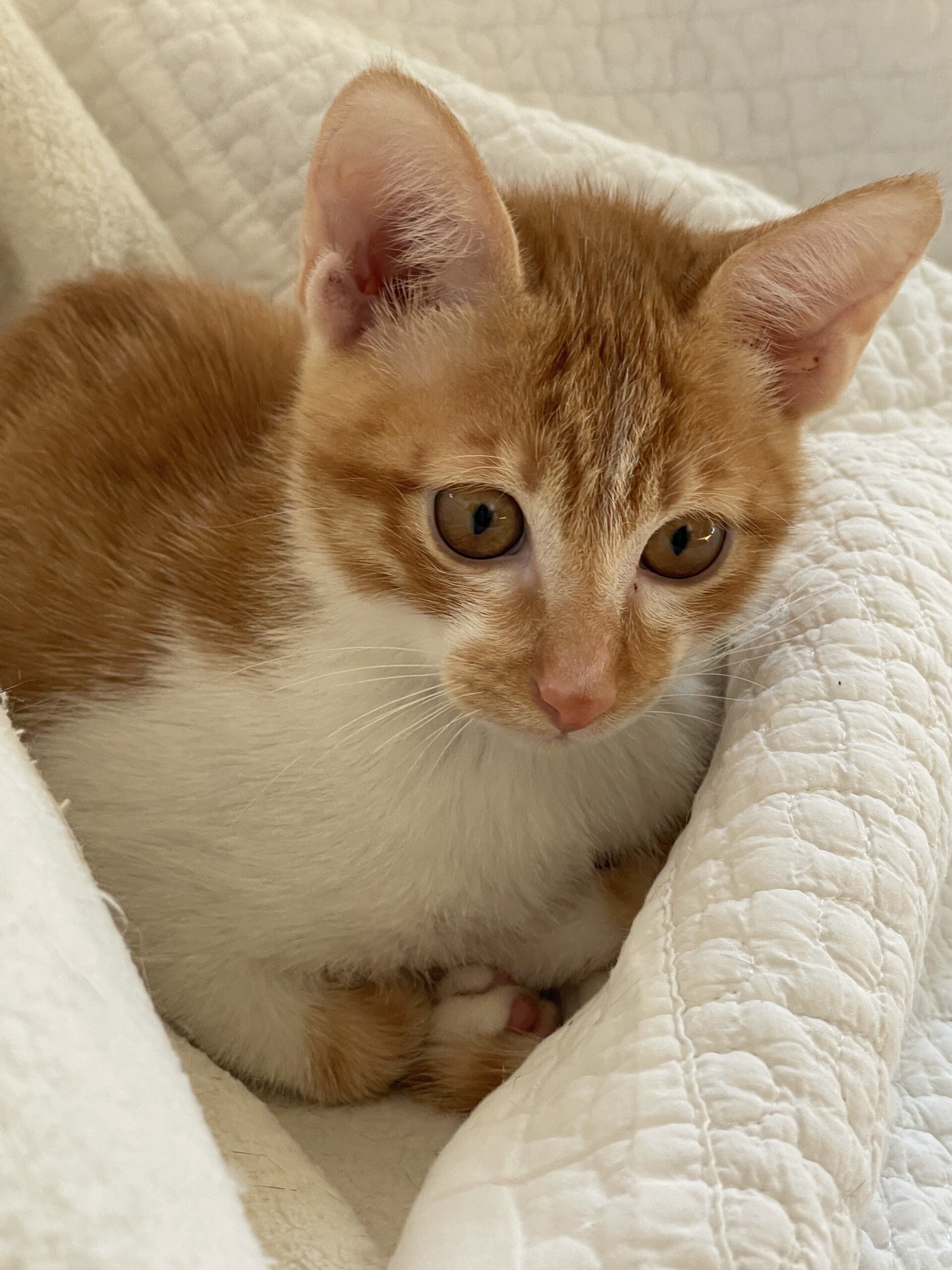 子猫だらけの保護猫譲渡会