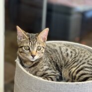 人馴ればつぐん　キジトラ男子3ヶ月