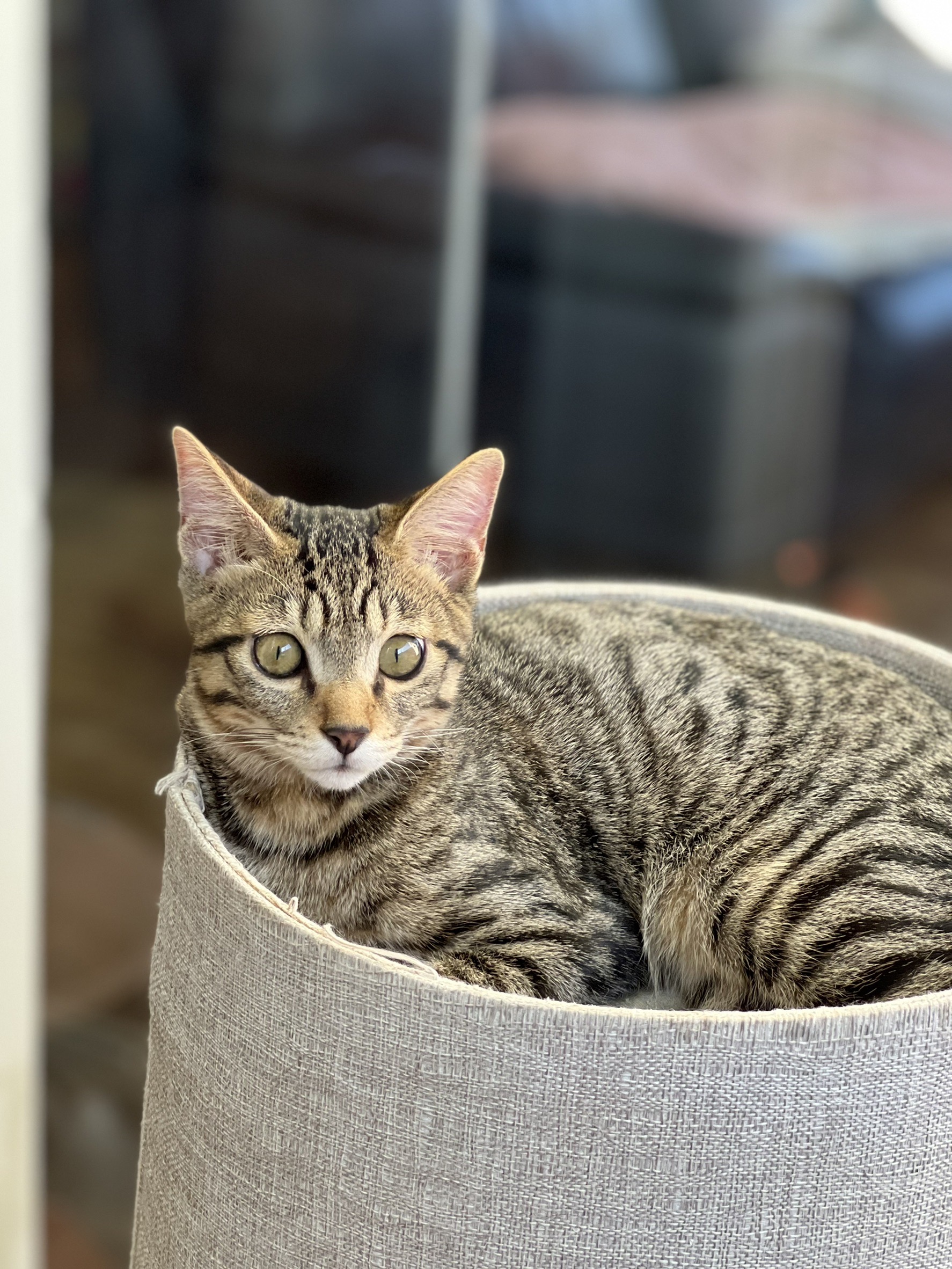 人馴ればつぐん　キジトラ男子3ヶ月